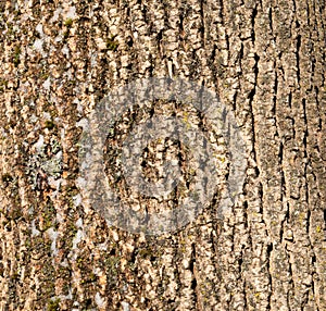 Closeup of White Ash Fraxinus americana Bark in Winter