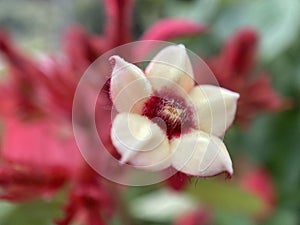 White Ashanti Blood Flower photo
