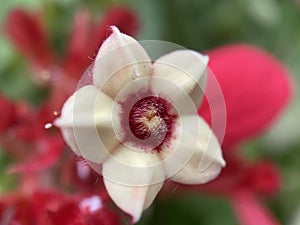 White Ashanti Blood Flower photo