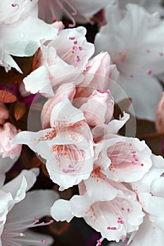 Closeup of white azalea flowers