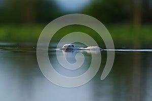 Closeup of a white beaver swimming in a tranquil lake