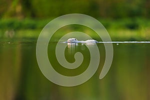 Closeup of a white beaver swimming in a tranquil lake