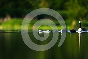 Closeup of a white beaver swimming in a tranquil lake with ducks