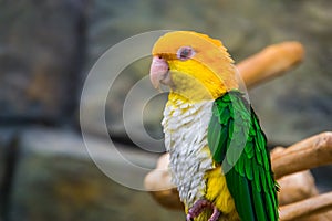 Closeup of a white bellied caique, popular pet in aviculture, Endangered bird specie from the amazon of Brazil