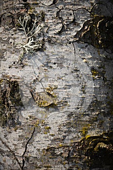 Closeup of white birch bark texture. Suitable for abstract background. Tree with moss on the trunk, macro