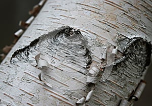 Closeup of White Birch Tree Bark Texture