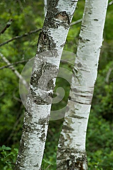 white birch trunk  in the forest