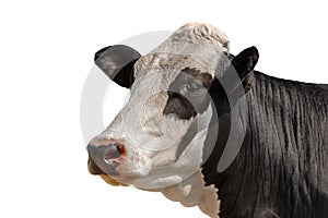 White and Black Head of Cow Isolated on White Background