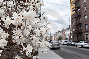 Closeup of White Blooming Spring Flowers in Astoria Queens New York along a Residential Street and Sidewalk