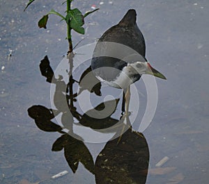 Closeup of White-breasted waterhen standing in a pond, looking around