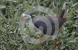 closeup of a white breasted waterhen walking about in a field