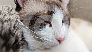 Closeup of White and Brown Cat Sleeping on a Grey Couch