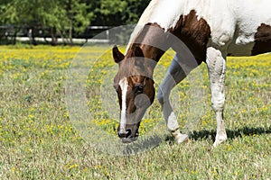 Closeup of white and brown paint horse grazing