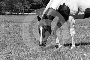 Closeup of white and brown paint horse grazing