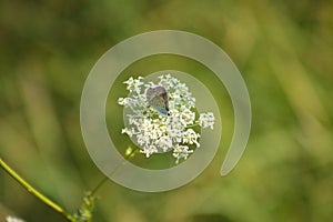 Closeup of white butterfly on wild carrot flower with green blurred plants on background