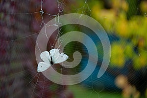 Closeup of white butterfly wings in spider web at colorful bokeh background. Fragility concept. Beauty of nature