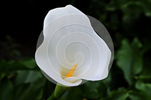 Closeup of a white calla flower