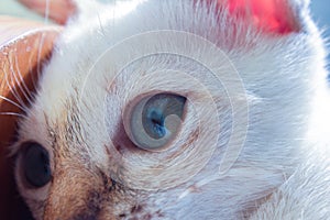 Closeup white cat eyes and fur