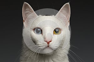 Closeup White cat with heterochromia eyes on gray photo