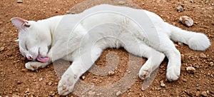 Closeup The white cat licking its on the ground