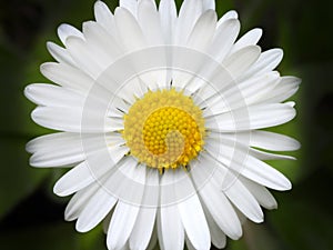 Closeup of a white chamomile daisy flower