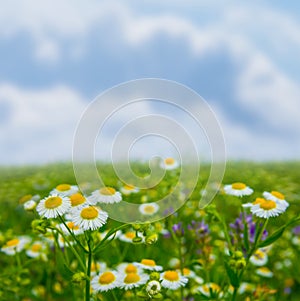closeup white chamomile flowers in green grass