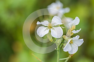 Closeup of a white charlock mustard flower