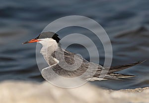 Closeup of a White-cheeked Tern perched on rock at the coast of Tubli, Bahrain