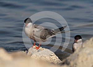 Closeup of a White-cheeked Tern perched on rock at the coast of Tubli, Bahrain