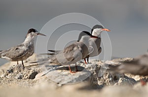 Closeup of White-cheeked Terns