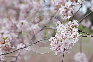 Closeup of White Cherry Blossom Flowers on a Tree Branch in Central Park of New York City during the Spring