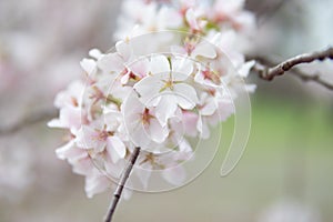 Closeup of White Cherry Blossom Flowers on a Tree Branch in Central Park of New York City during the Spring