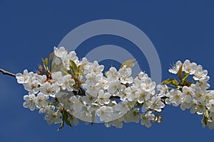 Closeup Of A White Cherry Blossom In Springtime With Blue Sky Background