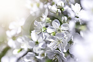 Closeup of white cherry flowers. Blooming cherries