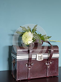 Closeup of white Chrysant flower ona doctors case with shadows, against green wall