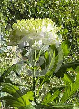Closeup of white Chrysant flower with shadows, against green natural background