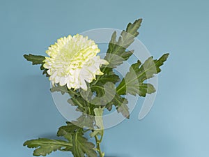 Closeup of white Chrysant flower with shadows, against green wall, with shadow