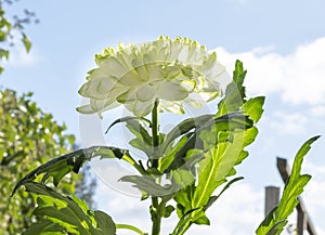 Closeup of white Chrysant flower with shadows, sun shines from the right on the flower under blue sky