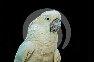 Closeup of a White cockatoo parrot, Cacatua alba captured against a black background