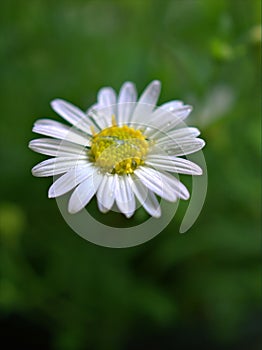 Closeup white common daisy flower oxeye daisy with water drops in the garden