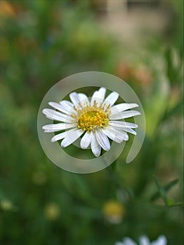 Closeup white common daisy flower oxeye daisy with water drops in the garden