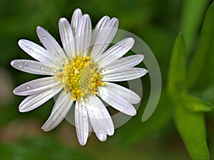 Closeup white common daisy flower, oxeye daisy with water drops in the garden