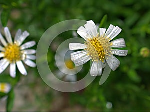 Closeup white common  daisy flower, oxeye daisy with water drops  in the garden