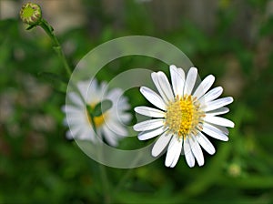 Closeup white common  daisy flower, oxeye daisy with water drops  in the garden