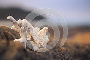 Closeup White Corals on Brown Stone against Blue Background