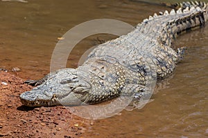 Closeup of a white crocodile crawling in a dirty river under sunlight in Senegal, West Africa