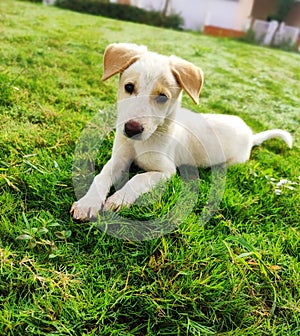 A closeup  of white cute puppy sitting on green grass