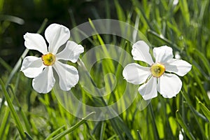 Closeup of white daffodils