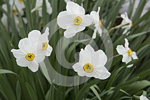 Closeup of white daffodils