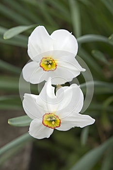 Closeup of white daffodils